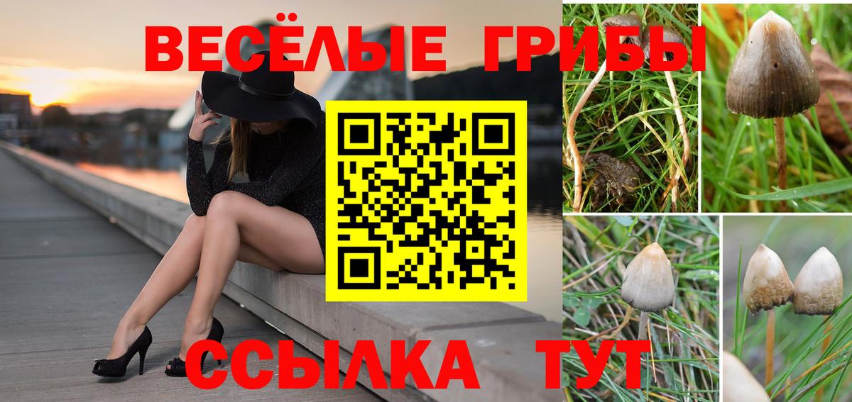 Чебоксары  Галлюциногенные грибы Cubensis  Вход с VPN 